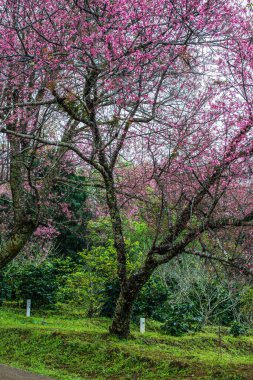 Wild Himalayan Cherry in Khun Wang royal project, Thailand.