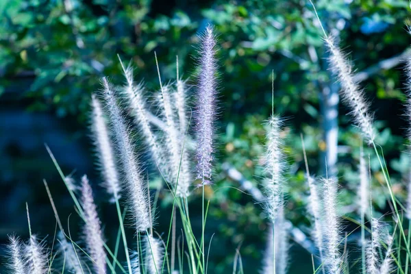 Grass Flower Natural Background Thailand — Stockfoto