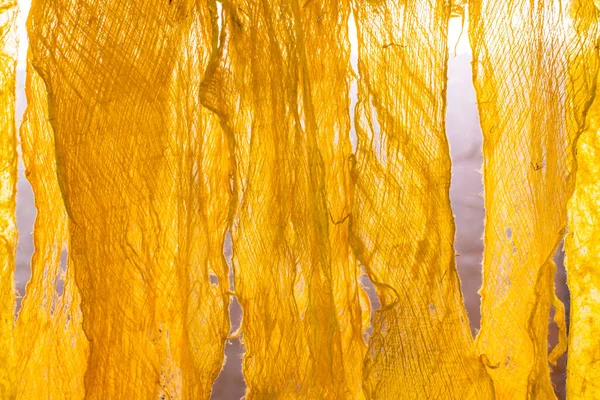 桑の紙の原料 — ストック写真