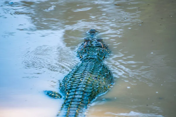 Сиамский Крокодил Природе Таиланд — стоковое фото