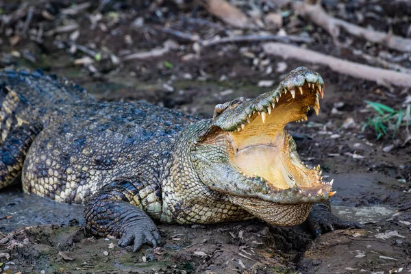 Akció Sziámi Krokodil Jellegű Thaiföld — Stock Fotó