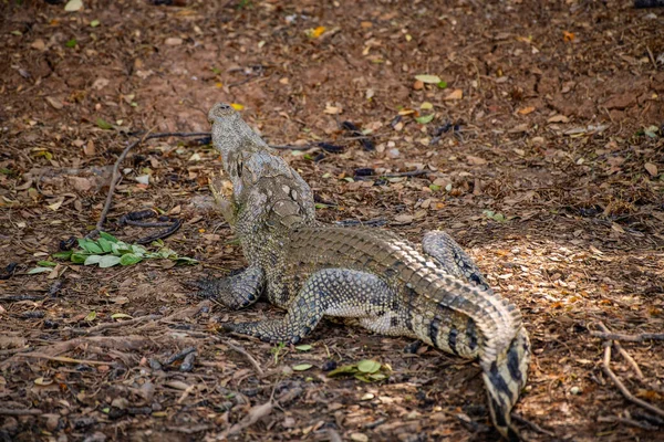 Crocodilo Siamês Natureza Tailândia — Fotografia de Stock
