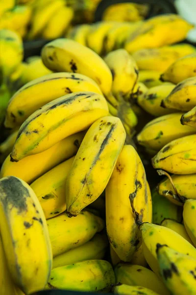 stock image Group of cultivated bananas, Thailand.