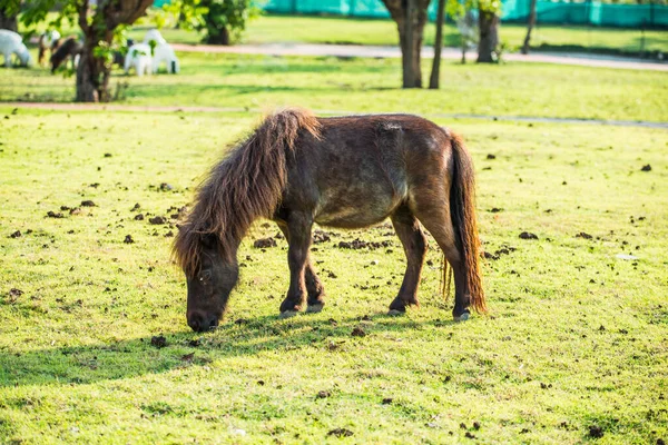 Коня Гномів Зеленій Траві Таїланд — стокове фото