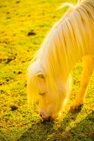 緑の草の上のドワーフの馬 — ストック写真