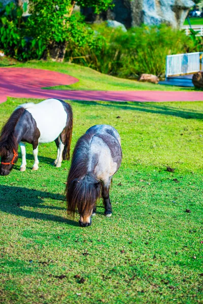 Dwarf Horses Green Grass Thailand — Stock Photo, Image