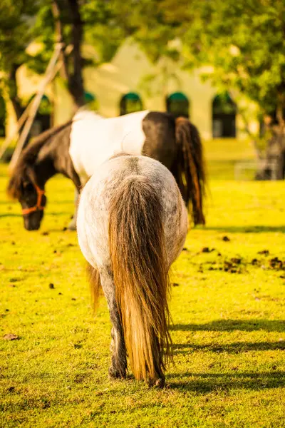 Costas Cavalo Anão Grama Verde Tailândia — Fotografia de Stock