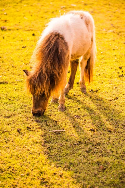 泰国绿草上的矮马 — 图库照片