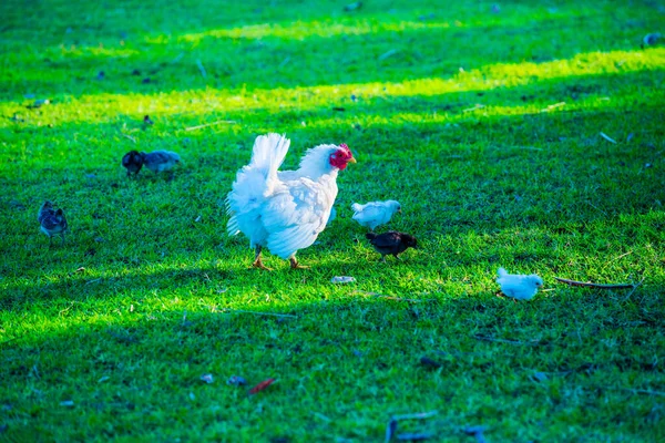 Hühner Mit Küken Auf Dem Rasenplatz Thailand — Stockfoto