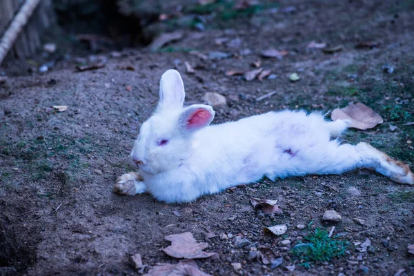 Tavşan Yerde Tayland — Stok fotoğraf