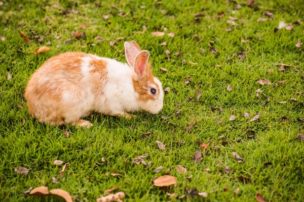 草の庭のウサギ — ストック写真