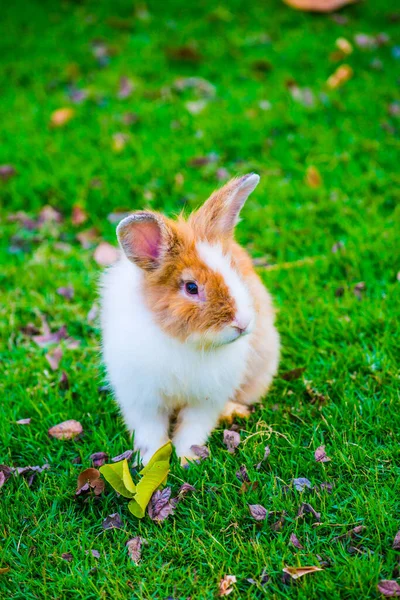 Кролик Травяном Дворе Таиланд — стоковое фото