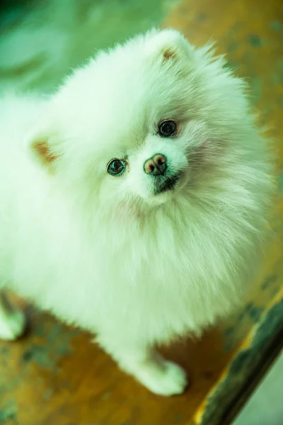 Portrait White Pomeranian Thailand — Stock Photo, Image