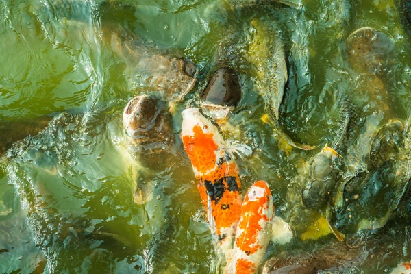 泰国湖中的鱼 — 图库照片