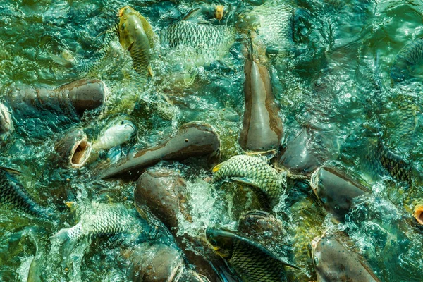 Peixe Lago Tailândia — Fotografia de Stock