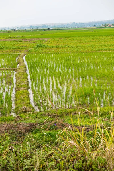 stock image Rice field in the country, Thailand.