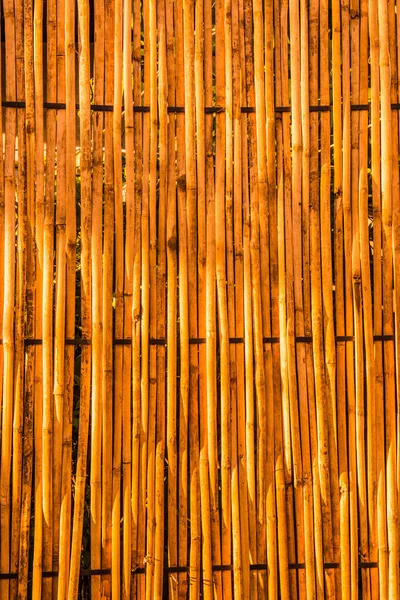 Bambus Hintergrund Mit Sonnenlicht Abend Thailand — Stockfoto