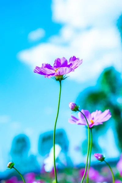 Kosmos Kwiat Niebieskim Tle Nieba Tajlandia — Zdjęcie stockowe