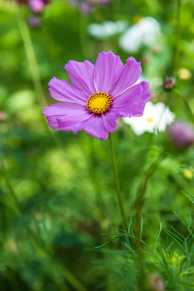 stock image Pink cosmos with natural background, Thailand.