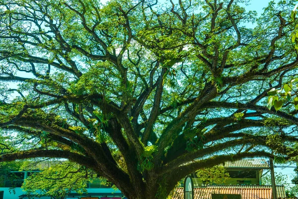 Όμορφο Δέντρο Jamjuree Στην Περιοχή Chiangkham Ταϊλάνδη — Φωτογραφία Αρχείου