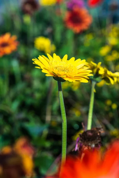 stock image Close up of Gerbera flower, Thailand.