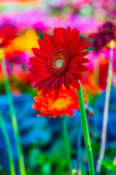 Zblízka Gerbera Květiny Thajsko — Stock fotografie