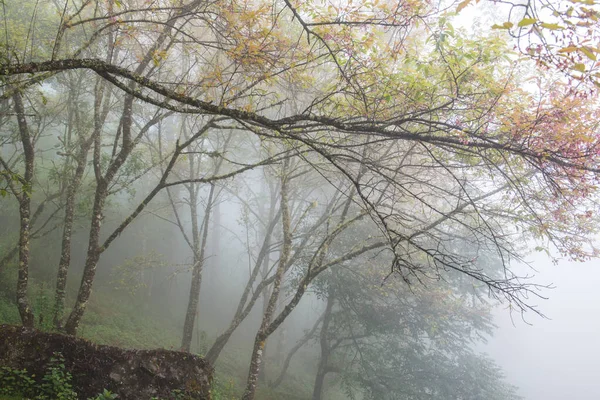 Cereja Himalaia Selvagem Com Nevoeiro Tailandês Tailândia — Fotografia de Stock