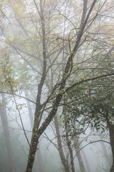 Dzika Wiśnia Himalajska Mgłą Tajlandii Tajlandia — Zdjęcie stockowe