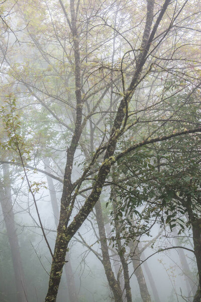 Wild Himalayan Cherry with Fog in Thai, Thailand.