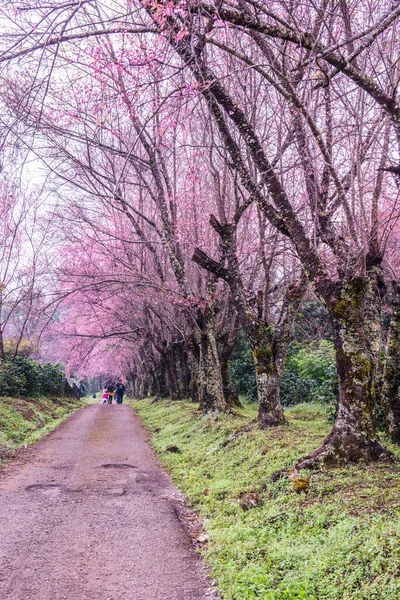クンワン王室プロジェクトの小さな道を持つ野生のヒマラヤの桜 — ストック写真