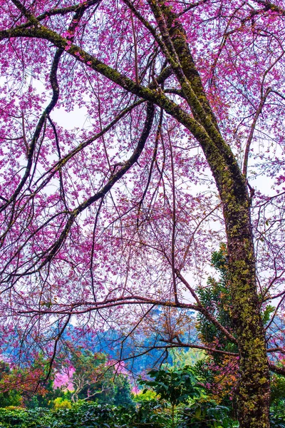 Wild Himalayan Cherry Khun Wang Royal Project Thailand — 스톡 사진