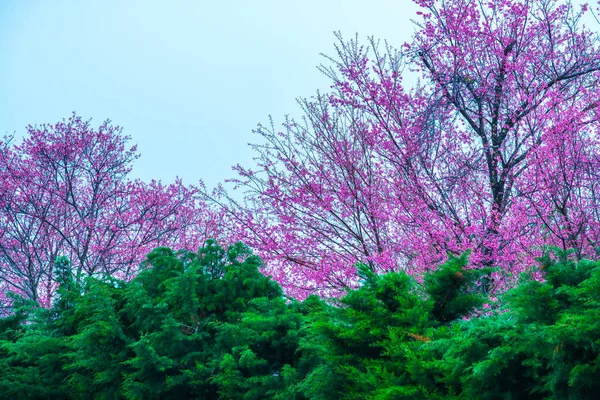 Wild Himalayan Cherry Khun Wang Royal Project Thailand — Fotografia de Stock