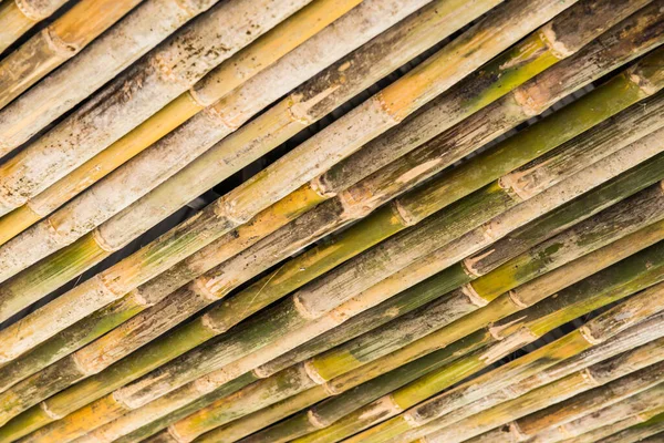 Torr Bambu För Dekoration Thailand — Stockfoto