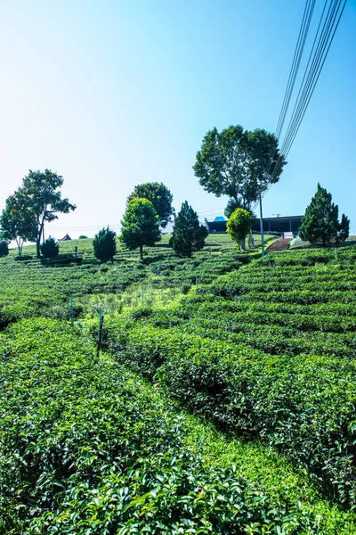 Çay Plantasyon Içinde Chiang Rai Eyaleti Tayland — Stok fotoğraf