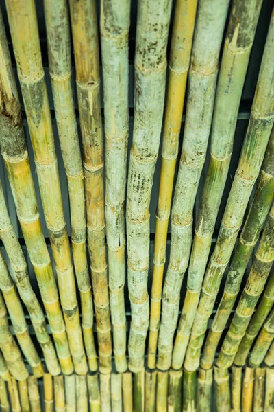 装飾用の乾燥竹 — ストック写真