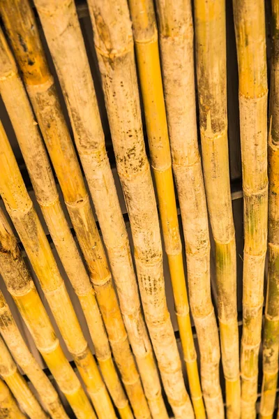 装飾用の乾燥竹 — ストック写真