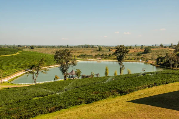 stock image Tea plantation in Chiang Rai province, Thailand.