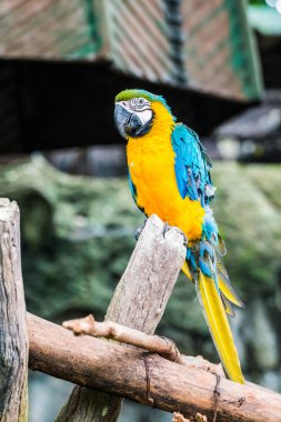 Tayland 'da mavi boğazlı papağan..
