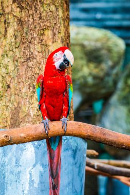 Tayland, Tayland 'da kırmızı papağan.