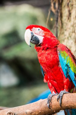 Tayland, Tayland 'da kırmızı papağan.