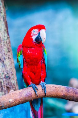 Tayland, Tayland 'da kırmızı papağan.