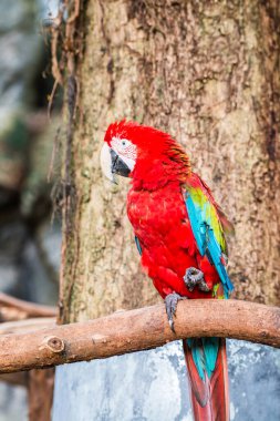 Tayland, Tayland 'da kırmızı papağan.