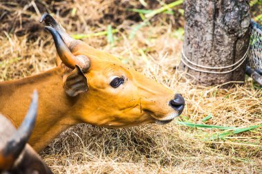 Tayland, Tayland 'da Banteng.