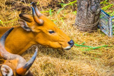 Tayland, Tayland 'da Banteng.