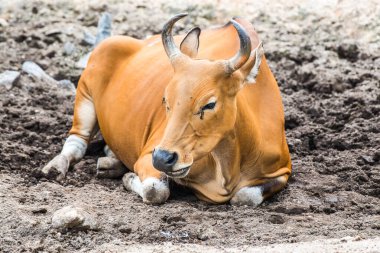 Tayland, Tayland 'da Banteng.