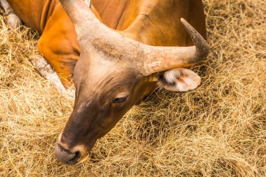 Tayland, Tayland 'da Banteng.