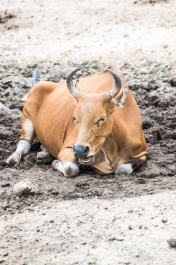 Tayland, Tayland 'da Banteng.
