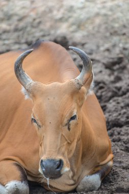 Tayland, Tayland 'da Banteng.