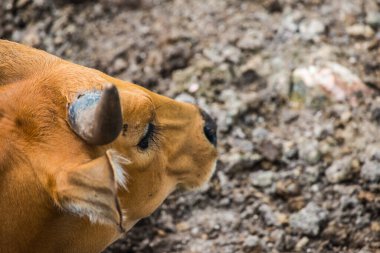 Tayland, Tayland 'da Banteng.