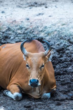 Tayland, Tayland 'da Banteng.